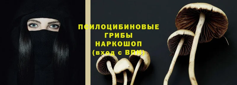 Псилоцибиновые грибы Psilocybe  Усть-Лабинск 